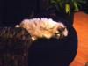 <img100*0:stuff/aj/42000/1265220153.jpg>
