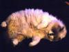 <img100*0:stuff/aj/42000/1265220185.jpg>