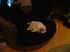 <img100*0:stuff/aj/42000/1265220508.jpg>