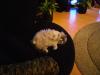 <img100*0:stuff/aj/42000/1265220548.jpg>