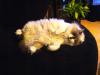 <img100*0:stuff/aj/42000/1265220584.jpg>