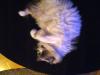 <img100*0:stuff/aj/42000/1265221140.jpg>