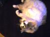 <img100*0:stuff/aj/42000/1265221190.jpg>