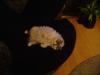 <img100*0:stuff/aj/42000/1265221747.jpg>