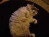 <img100*0:stuff/aj/42000/1265221762.jpg>