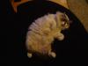 <img100*0:stuff/aj/42000/1265221780.jpg>