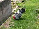 Chickens!