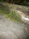 <img100*0:stuff/aj/42000/1282750332.jpg>