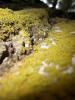 Various Mosses