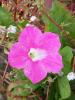 Countryside Flowers