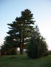 <img100*0:stuff/aj/42000/1282757248.jpg>