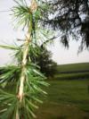 <img100*0:stuff/aj/42000/1282757559.jpg>