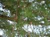 <img100*0:stuff/aj/42000/1282759813.jpg>