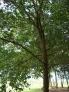 <img100*0:stuff/aj/42000/1282759823.jpg>