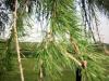 <img100*0:stuff/aj/42000/1282759832.jpg>