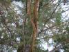 <img100*0:stuff/aj/42000/1282759879.jpg>