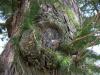 <img100*0:stuff/aj/42000/1282760387.jpg>