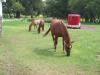 <img100*0:stuff/aj/42000/1282779546.jpg>