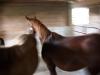 <img100*0:stuff/aj/42000/1282779560.jpg>