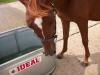 <img100*0:stuff/aj/42000/1282779585.jpg>