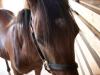 <img100*0:stuff/aj/42000/1282779697.jpg>