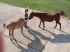 <img100*0:stuff/aj/42000/1282779756.jpg>