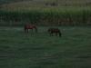 <img100*0:stuff/aj/42000/1282779941.jpg>