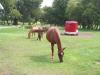 <img100*0:stuff/aj/42000/1282779962.jpg>
