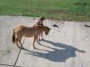 <img100*0:stuff/aj/42000/1282779983.jpg>