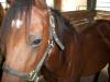<img100*0:stuff/aj/42000/1282780004.jpg>