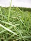 <img100*0:stuff/aj/42000/1283114131.jpg>