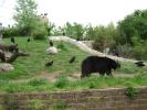 Black Bear
