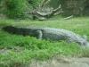 <img100*0:stuff/aj/42000/1283117942.jpg>