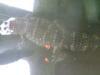 <img100*0:stuff/aj/42000/1283118449.jpg>