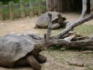 Giant Turtles