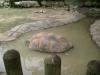 <img100*0:stuff/aj/42000/1283120131.jpg>
