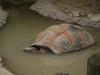 <img100*0:stuff/aj/42000/1283120243.jpg>