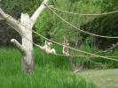 Sloths