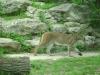 <img100*0:stuff/aj/42000/1283122104.jpg>