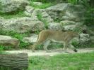 Panther