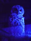 <img100*0:stuff/aj/42000/1283124101.jpg>