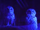 Zoo Owls