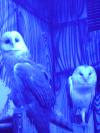 <img100*0:stuff/aj/42000/1283124484.jpg>