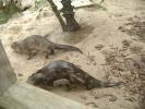 Pair of Otters