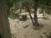 <img100*0:stuff/aj/42000/1283125353.jpg>