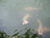 <img100*0:stuff/aj/42000/1283125989.jpg>