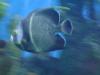 <img100*0:stuff/aj/42000/1283126095.jpg>