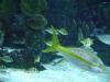 <img100*0:stuff/aj/42000/1283126213.jpg>