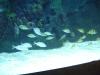 <img100*0:stuff/aj/42000/1283126300.jpg>