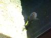 <img100*0:stuff/aj/42000/1283126636.jpg>
